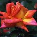 Photo Number 13
